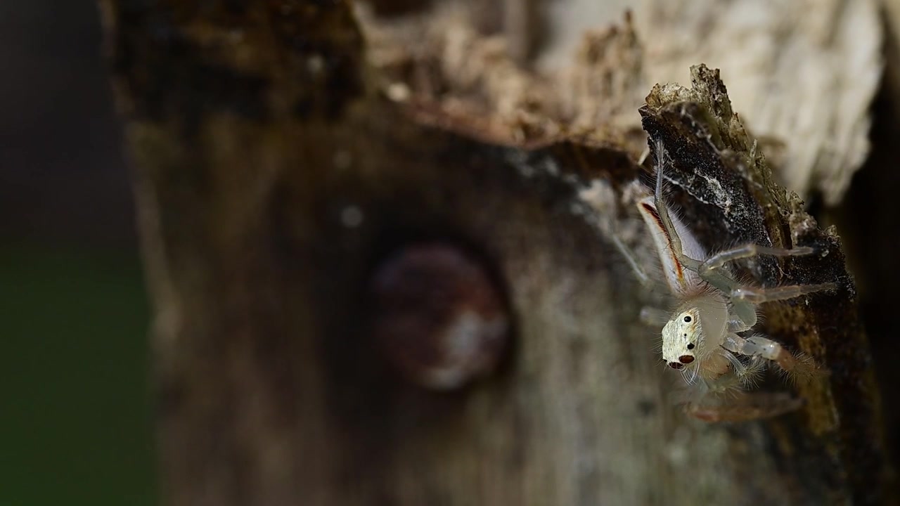 Ragno saltatore esotico fotografato mentre striscia su una superficie di legno con una splendida e realistica illuminazione naturale esterna.