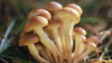 Hongos-Armillaria-De-Agárico-De-Miel-En-Un-Bosque-Soleado-Bajo-La-Lluvia.