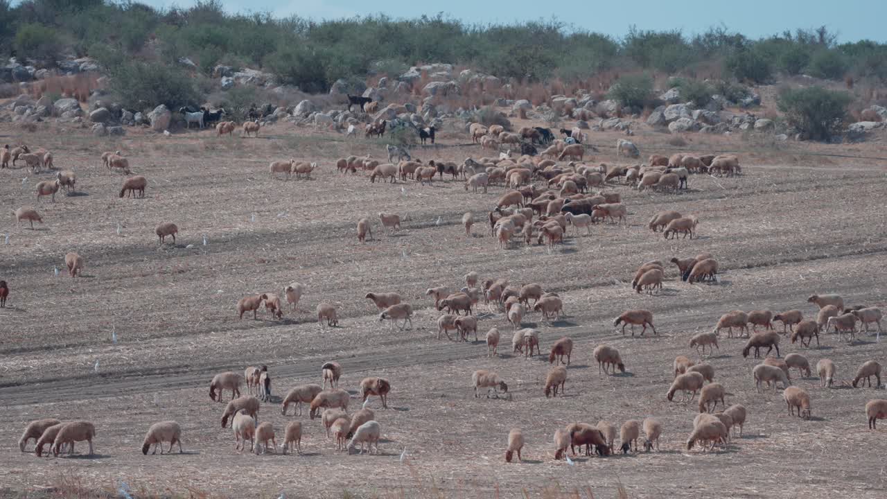 A herd of sheep and goats grazing in stubble fields after the grain harvest in the Judean Hills