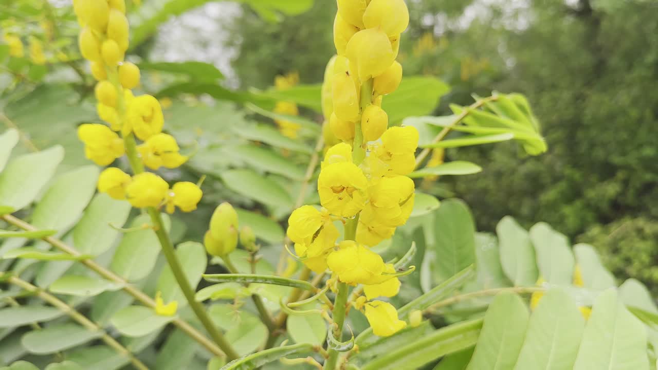 노란색 꽃과 초록색 잎