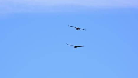 Zwei-Erwachsene-Andenkondore-Fliegen-Nahe-Beieinander-Mit-Blauem-Himmel-Und-Führen-Flugmanöver-Durch