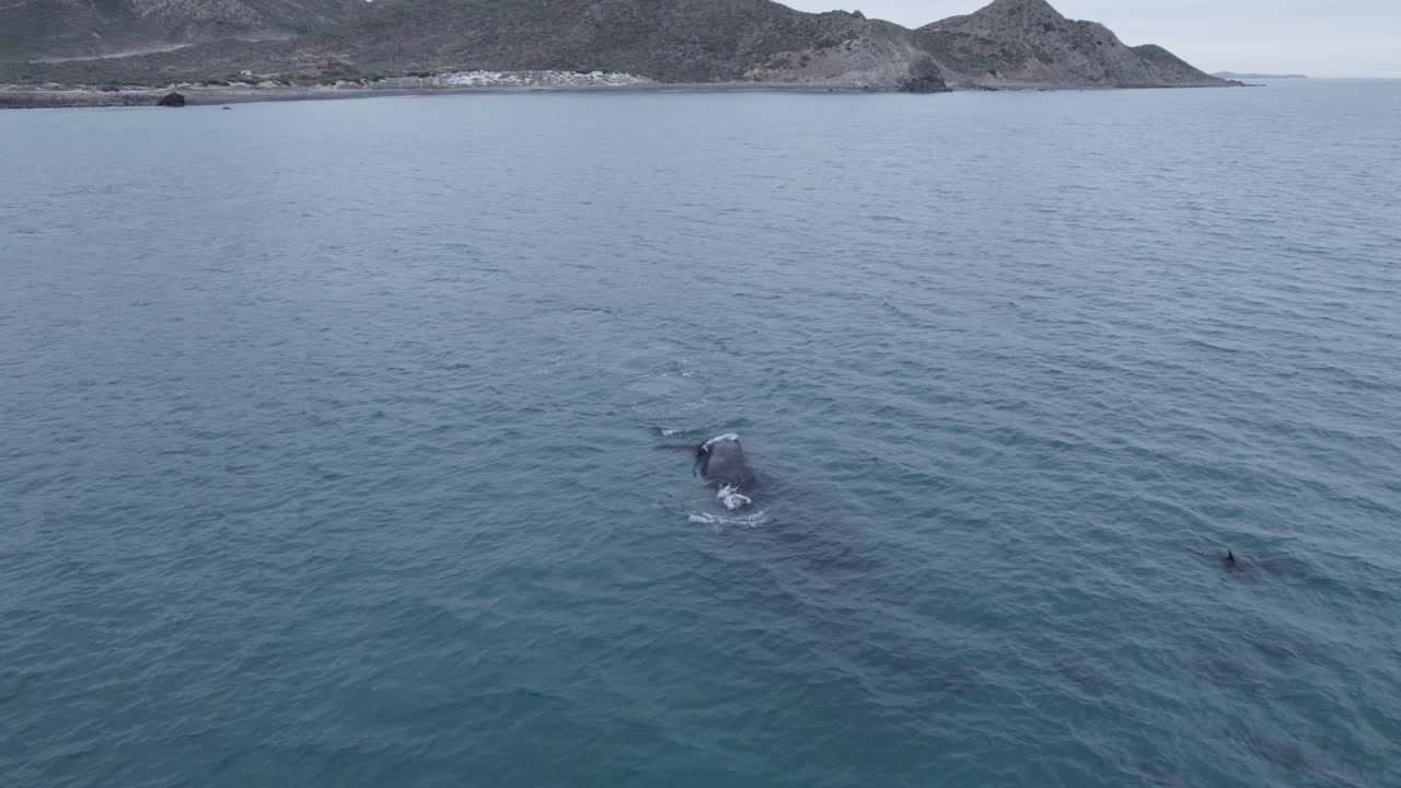 baby whale playing on the surface of the sea in Cabo Pulmo, BCS Mexico