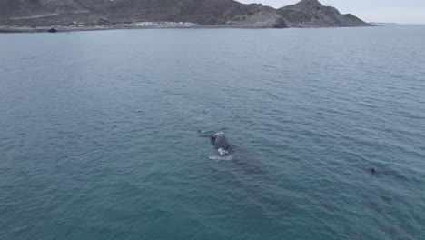 baby whale playing on the surface of the sea in cabo pulmo, bcs mexico