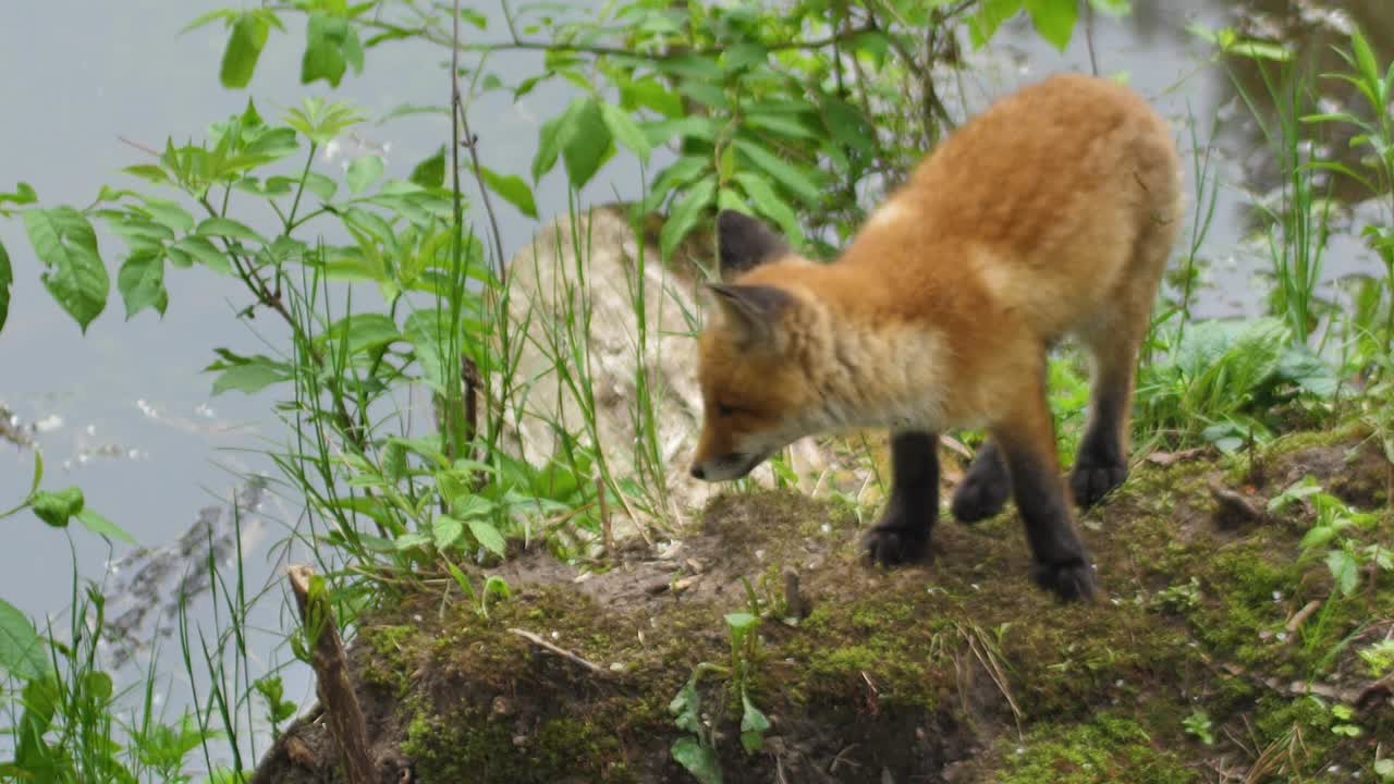 漂亮的红狐仔站在草地上看着相机