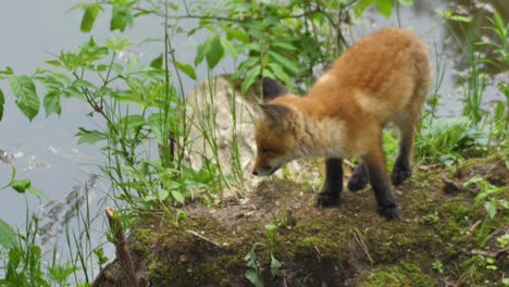 Cute-red-fox-cub-stands-in-the-grass-and-looks-at-the-camera