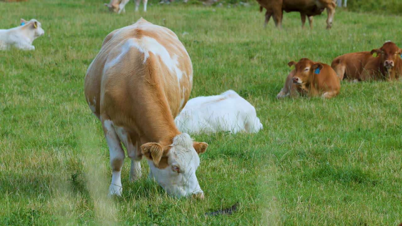 Cows graze and rest together on lush green grass in the Scottish Highlands countryside