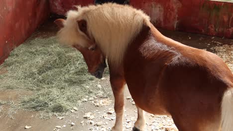 Miniature-pony-horse,-razing-grass