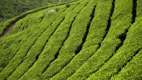 beautiful tea plants