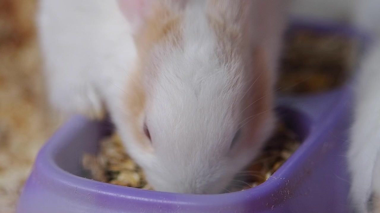 Kleines weiß-braunes Kaninchen frisst Pellets aus einem Napf