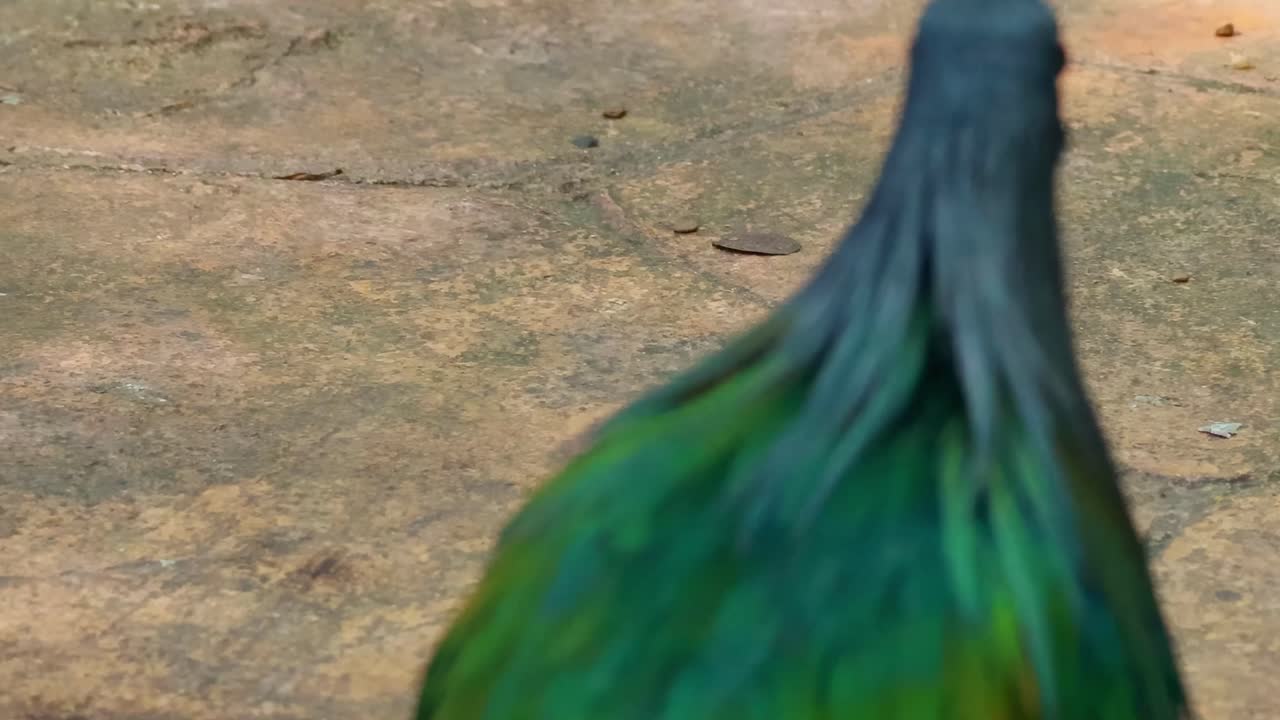 A Nicobar pigeon displays its iridescent plumage while exploring a sunlit path surrounded by leaves.