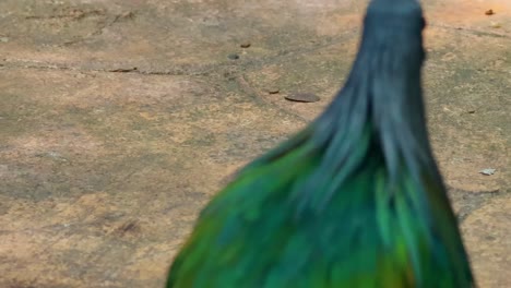 a nicobar pigeon displays its iridescent plumage while exploring a sunlit path surrounded by leaves.