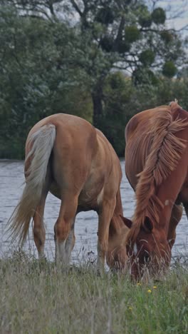 caballo marrón pastando hierba fresca