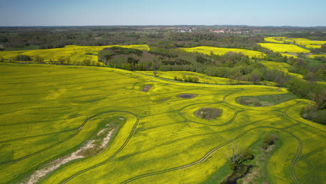 aerial view of large blooming rape field with different pattern and path of agricultural machinery