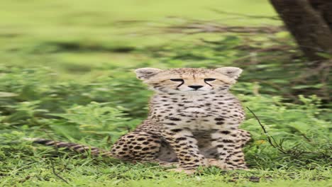 Cute-Baby-Animals-of-Cheetah-Cub,-Close-Up-Portrait-of-Cheetahs-in-Africa,-African-Wildlife-Vertical-Video-for-Social-Media,-Instagram-Reels-and-Tiktok-in-Tanzania-in-Serengeti-National-Park