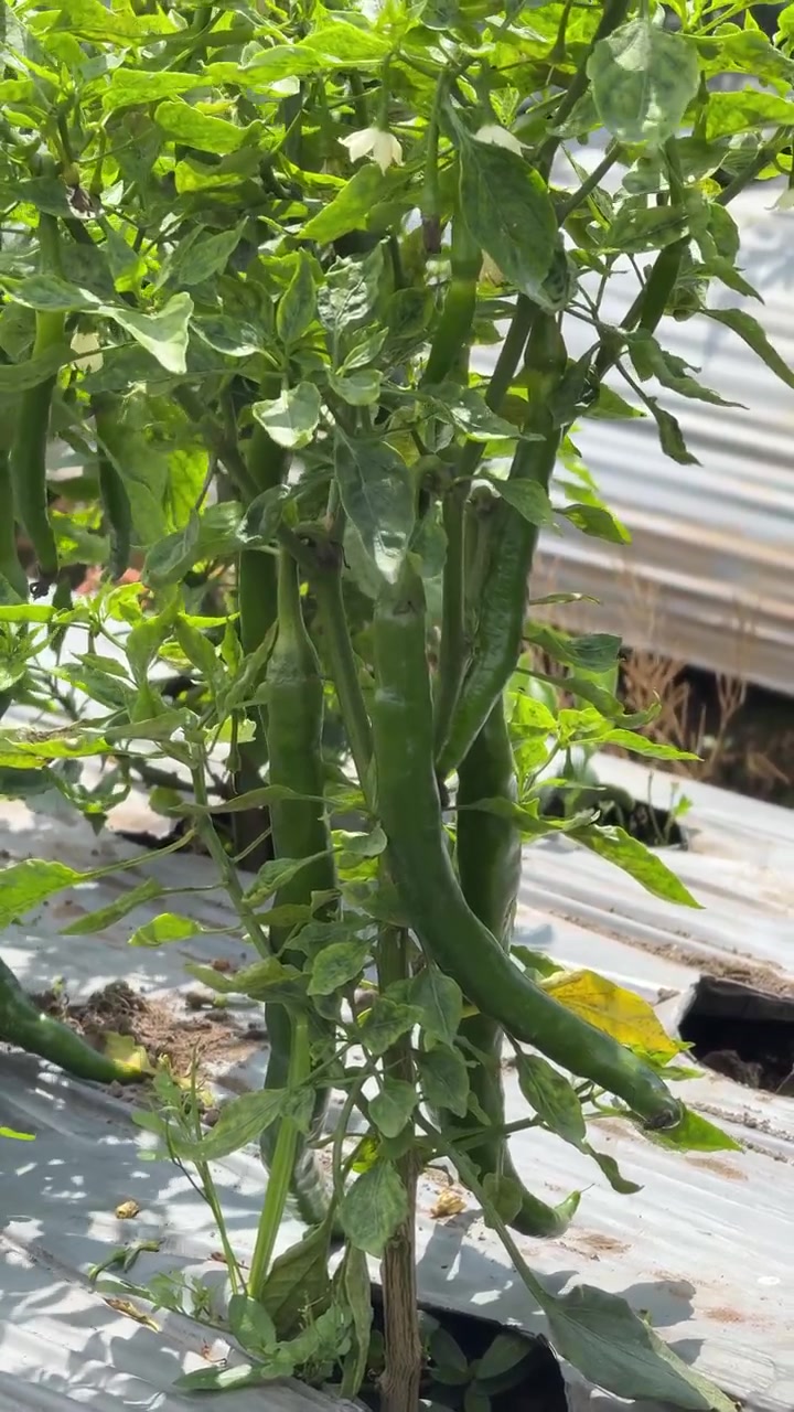 Green Chili Peppers Growing on Plant in Agricultural Field