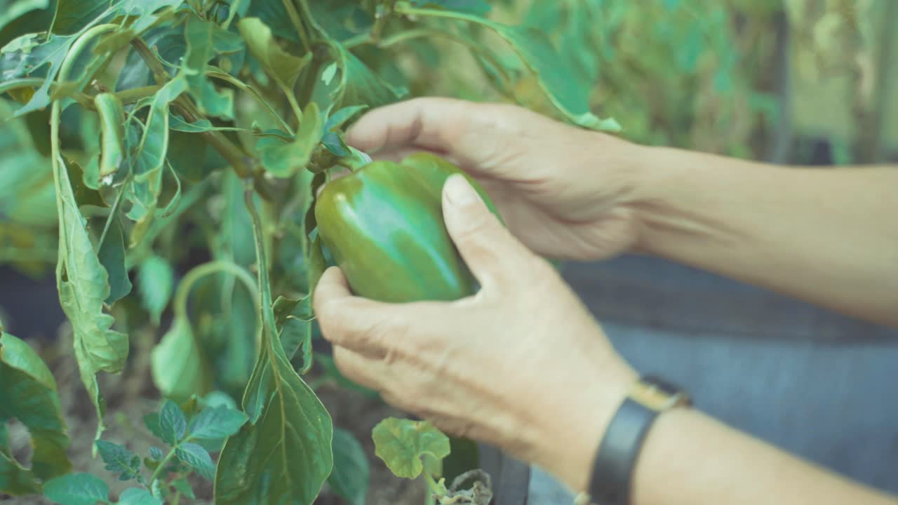 cerca de la mano de una mujer mayor recogiendo un pimiento verde del jardín