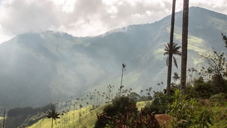 Toma-De-4k-Timelapse-Del-Paisaje-Con-Enormes-Palmeras-En-El-Valle-De-Cocora,-Colombia