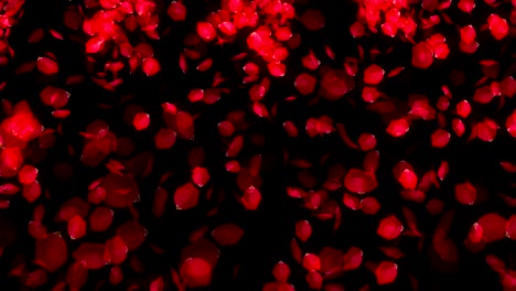 los pétalos de rosas que caen sobre un fondo negro