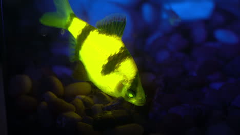 el pez lengüeta de tigre fluorescente brilla intensamente
