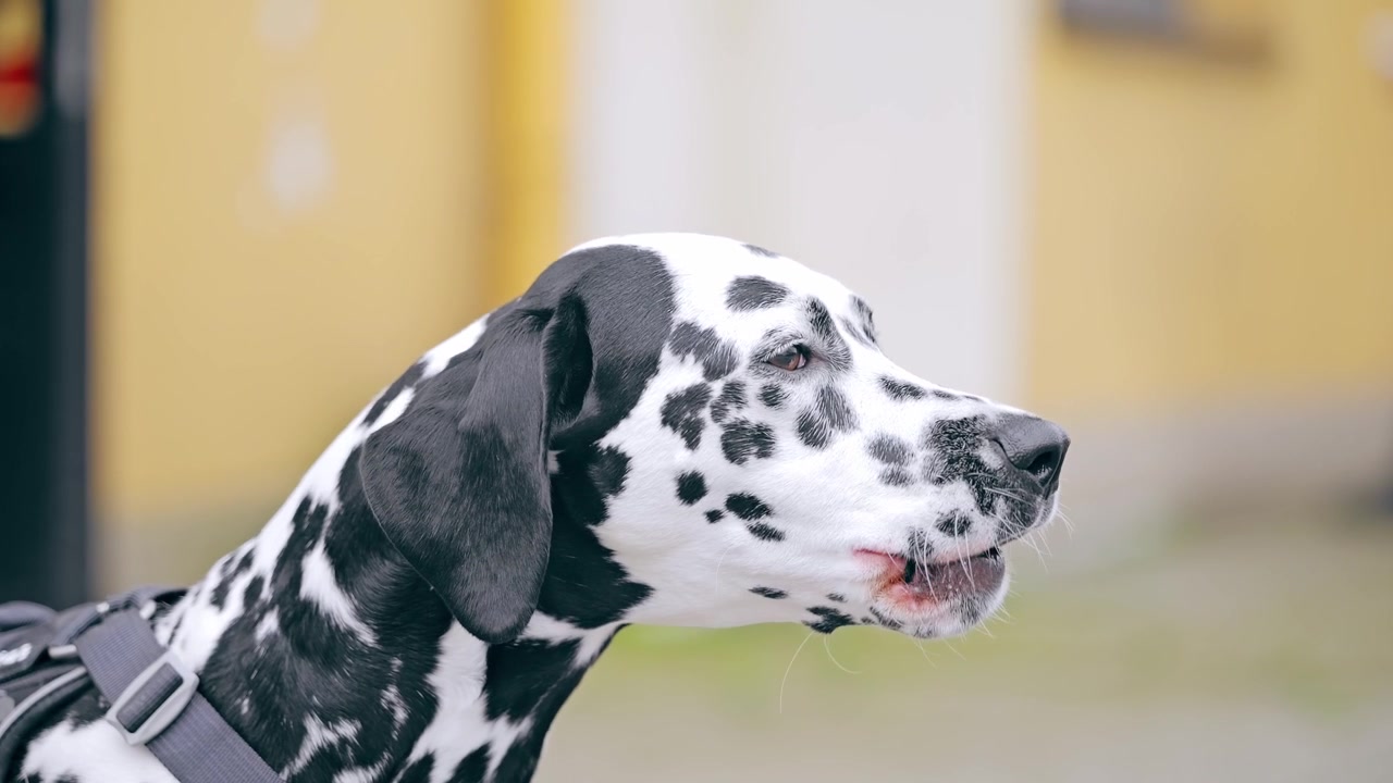 Sadık köpek dostu, günümüzde şefkati, güveni ve modern evcil hayvan yaşam tarzlarını sembolize ediyor.