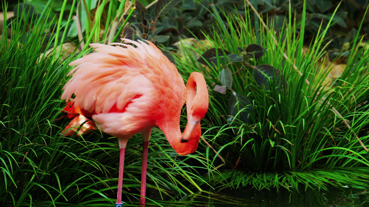 Close up of a beautiful, pink flamingo standing in water at a zoo
