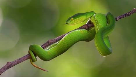 La-Víbora-De-Labios-Blancos-Es-Una-Víbora-Venenosa-Endémica-Del-Sudeste-Asiático-Y-A-Menudo-Se-Encuentra-Durante-La-Noche-Esperando-En-Una-Rama-O-Rama-De-Un-árbol-Cerca-De-Un-Cuerpo-De-Agua-Con-Muchos-Alimentos