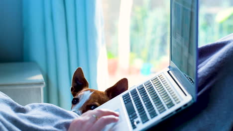 alert jack russell with pointy ears lying next to owner in bed working on laptop