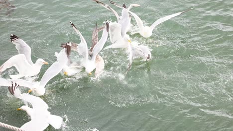 seagulls aggressively feeding on water surface