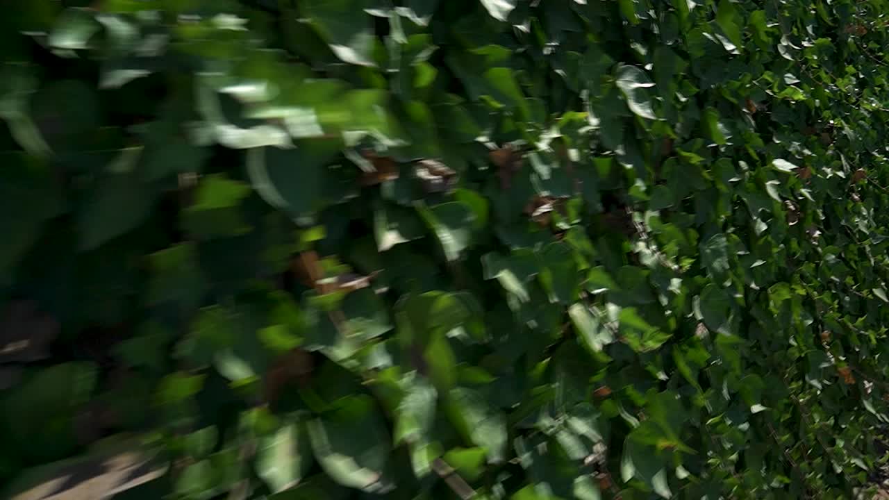 deslizamiento rápido de la plataforma rodante derecha en una pared cubierta de hiedra verde caída