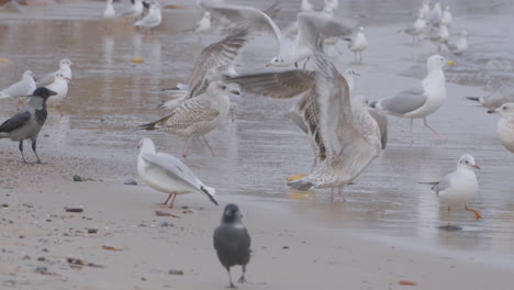 The-common-gull-or-sea-mew-Larus-canus---medium-sized-gull-that-breeds-in-the-Palearctic-walking-on-seashore
