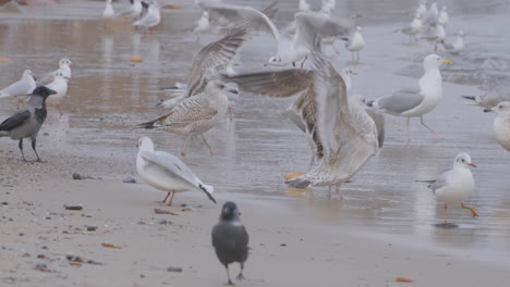 la gaviota común o mar mew larus canus - gaviota de tamaño mediano que se reproduce en el paseo paleártico a orillas del mar