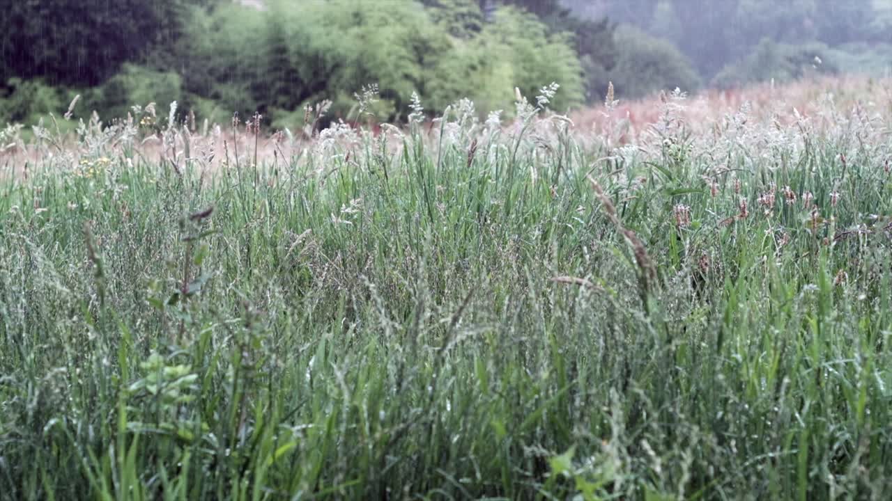 las gotas de lluvia caen sobre las plantas y la hierba verde