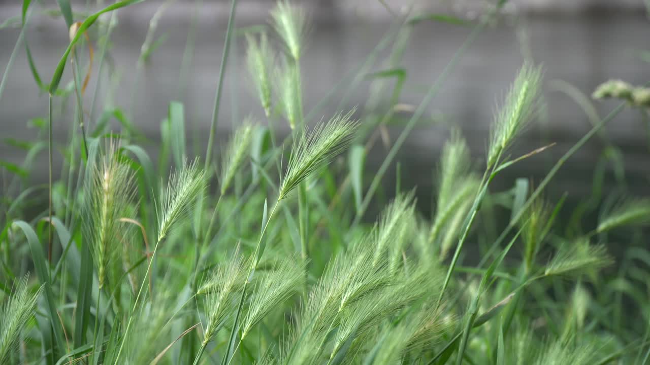 태양 광선 반사와 함께 강의 순수한 물 표면, 명상에 좋은 평온한 장면