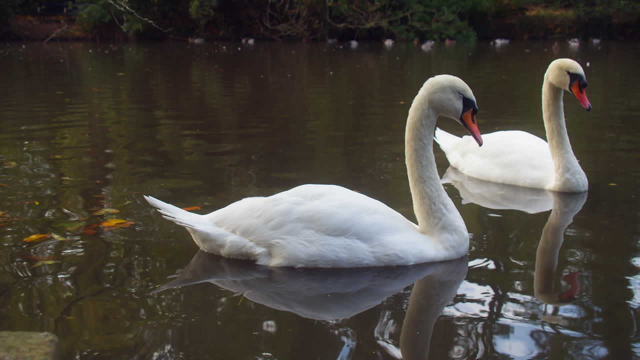 hermosa pareja de cisnes en un estanque de patos en el parque boscawen en truro, inglaterra