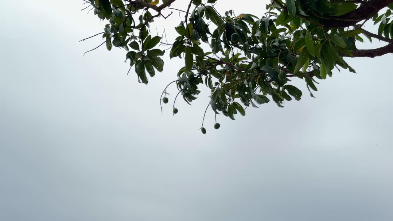 A close-up of a mango fruit hanging from its tree, Mango Hanging from its Branch