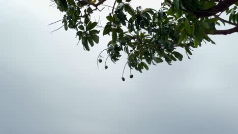 a close-up of a mango fruit hanging from its tree, mango hanging from its branch