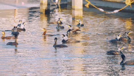 Bandada-De-Grandes-Cormoranes-Vadeando-En-El-Agua,-Veluwe,-Países-Bajos,-Plano-General