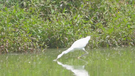 Snowy-egret-heron-stabs-a-fish-in-slow-motion-while-standing-fishing-in-lake