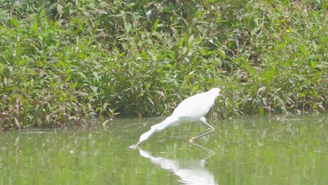 Garza-Nevada-Apuñala-A-Un-Pez-En-Cámara-Lenta-Mientras-Pesca-En-El-Lago