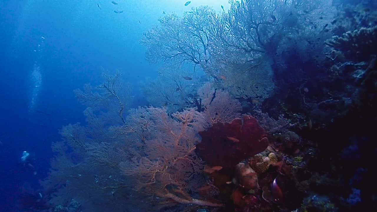 cámara deslizándose a lo largo de un arrecife de coral inclinado con grandes y coloridos abanicos de mar - buzos debajo