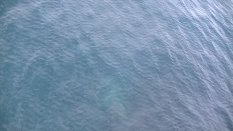 jumping-bottlenose-dolphins-in-front-of-a-cargo-vessel