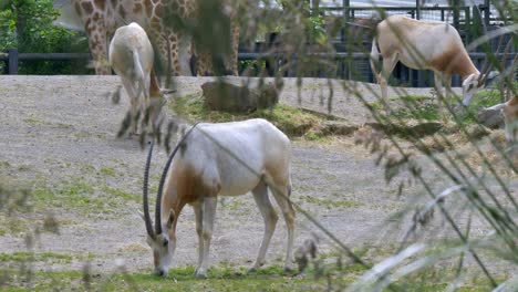 scimitar-horned oryx grazing through grassland, giraffe behind, dublin zoo ireland