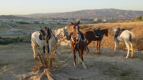 Horses-hitched-in-Golden-sunset-light-sun-kissed-landscape