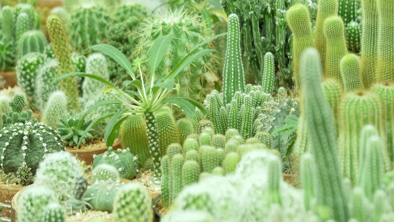 Explore a vibrant collection of diverse cacti in a greenhouse setting showcasing their unique shapes and textures.