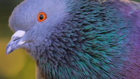 la paloma de madera común (columba palumbus). la paloma de roca, la paloma de roca o la paloma común (columba livia) es un miembro de la familia de aves columbidae (palomas y palomas).