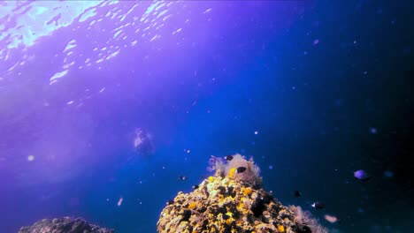 Cool-perspective-of-a-man-swimming-in-the-blue-ocean-with-coral-reef-and-exotic-fish-underneath-him