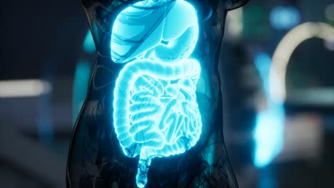 examen de anatomía del sistema digestivo humano en laboratorio