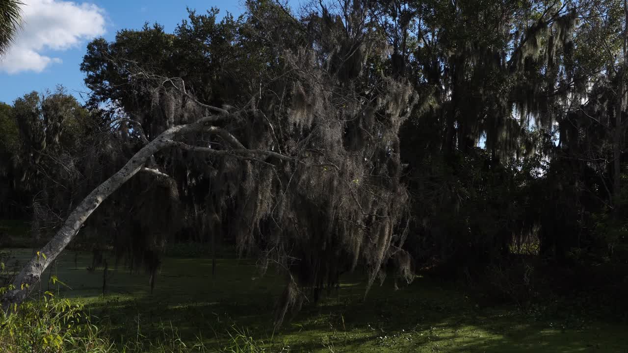 Un albero si china completamente, il suo fogliame ondeggia sopra una superficie d'acqua coperta di vegetazione verde. Sul lato opposto, molti alberi si ergono insieme sotto un cielo bluastro dove una piccola nuvola si muove silenziosamente.