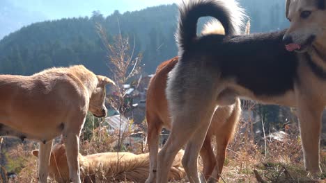 Rudel-Hunde-Auf-Der-Wiese-Bei-Sonnigem-Wetter