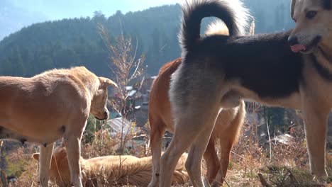 manada de perros en el prado bajo el clima soleado